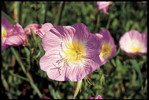 identifying-texas-wildflowers-pink-evening-primros